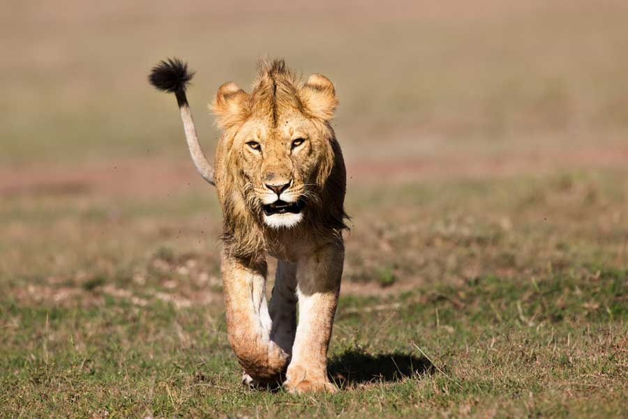 6 Days Masai Mara Lake Nakuru Budget Camping Safari