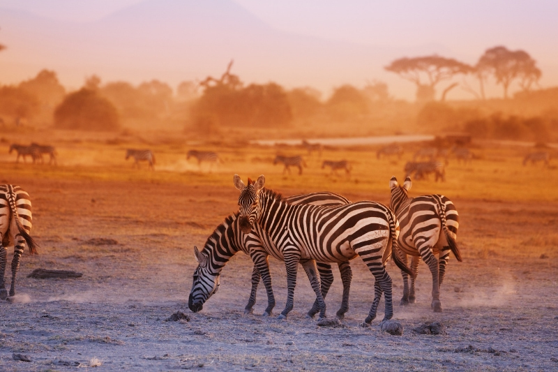 10 Days Kenya Cultural-Wildlife Safaris