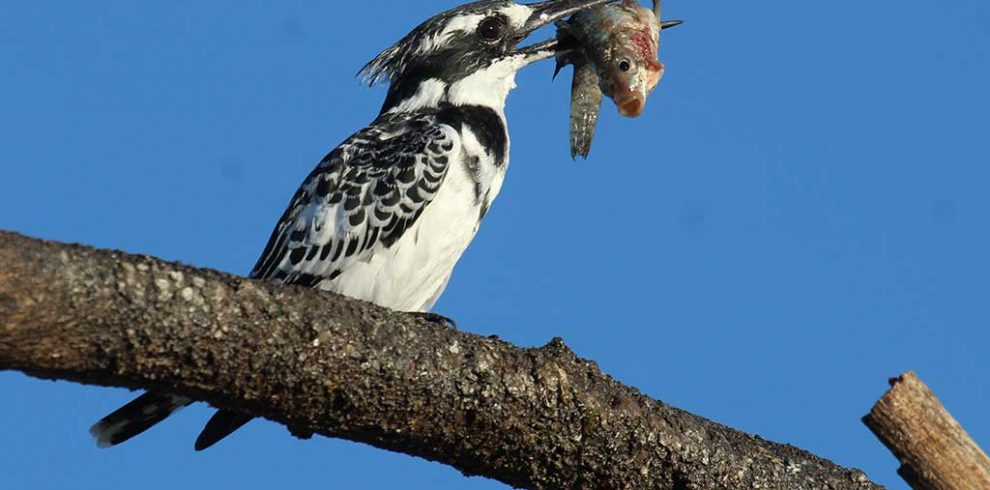 10 Days Kenya Birding Tour Safari Holidays