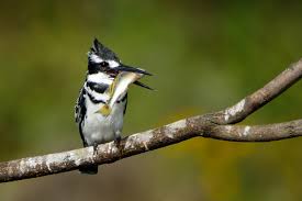 10 Days Kenya Birding Tour Safari Holidays