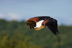 9 Days Kenya Ornithological Tours Safari