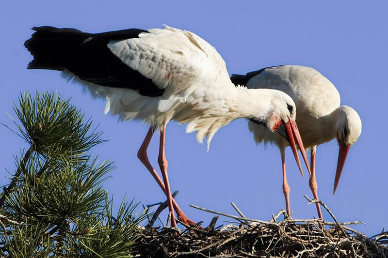 9 Days Kenya Ornithological Tours Safari