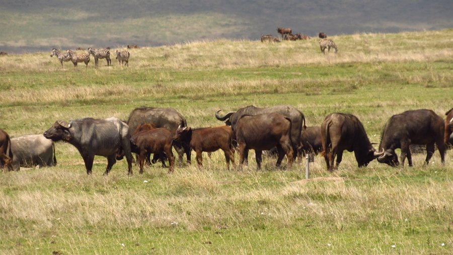 6 Days Kenya Lodge Safari Package