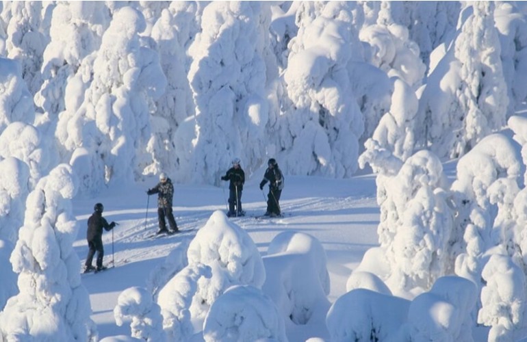 Lapland Skiing: Half-day Lapland Cross-Country Skiing Tour from Rovaniemi