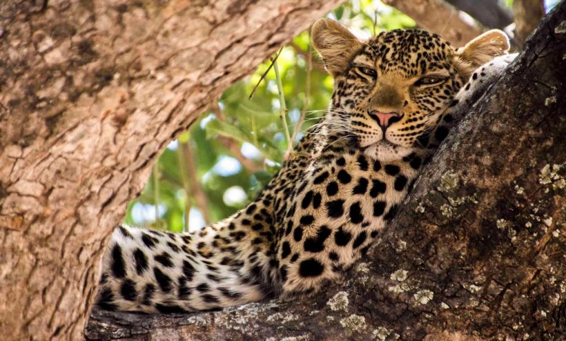 8 Days Kenya Luxury Lodge Safaris