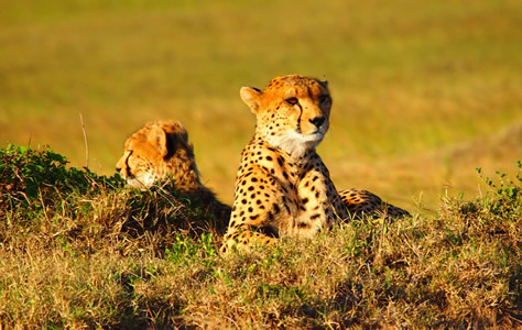 13 Days Masai Mara Serengeti Wildlife Adventure Safari