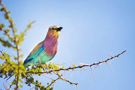 9 Days Kenya Ornithological Tours Safari