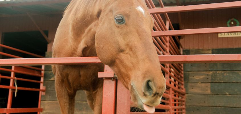 Nafplio Horse Riding: 2-hour Horse Riding Experience near Nafplio