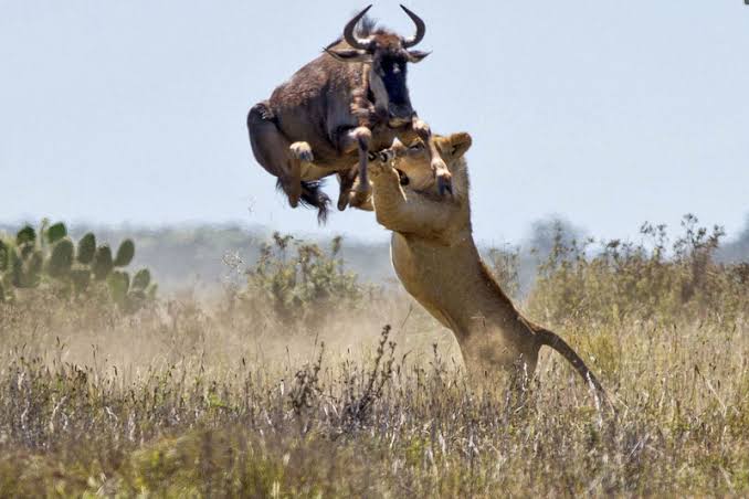 8 Days Masai Mara Wildebeest Migration Safari Adventures