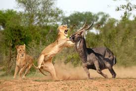 6 Days Kenya Luxury Lodge Safari