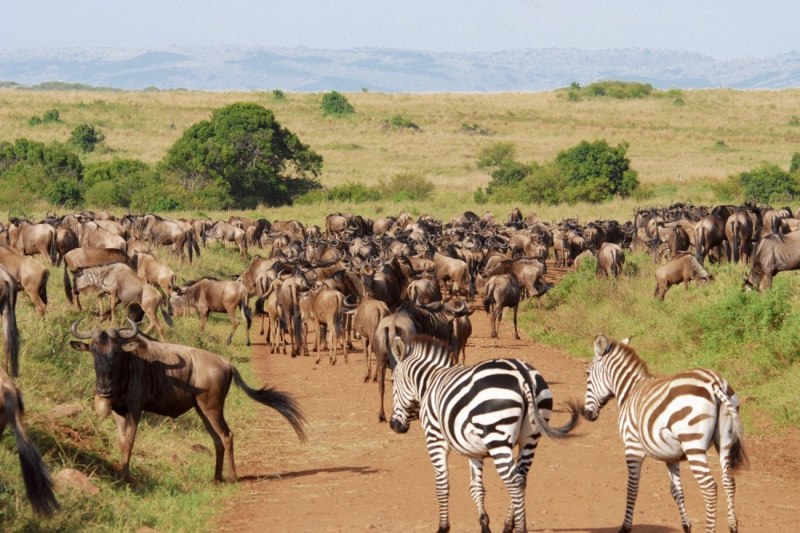 6 Days Masai Mara Lake Nakuru Budget Camping Safari