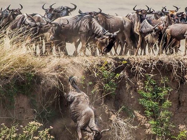 13 Days Masai Mara Serengeti Wildlife Adventure Safari