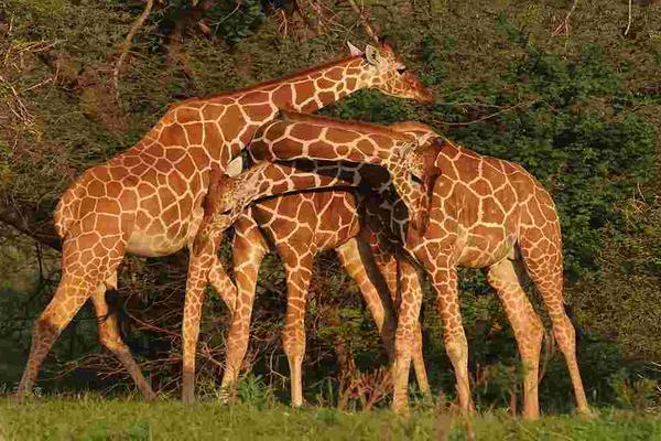 6 Days Kenya Lodge Safari Package