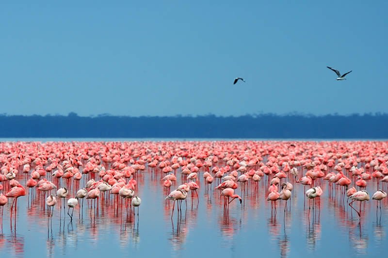 6 Days Kenya Lodge Safari Package