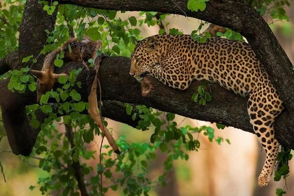 6 Days Kenya Lodge Safaris