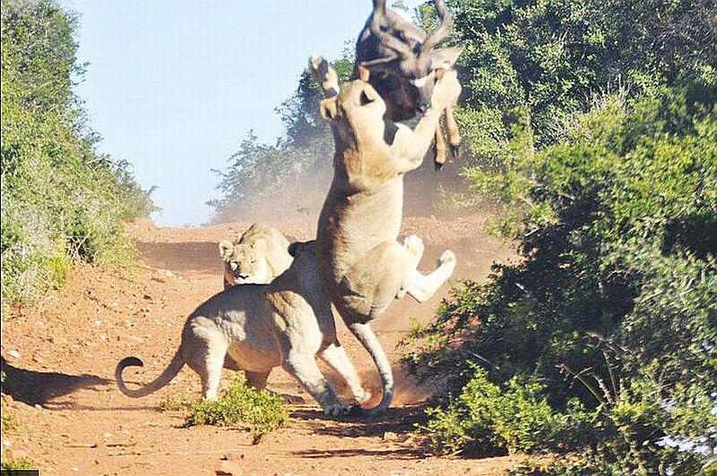 6 Days Kenya Lodge Safaris