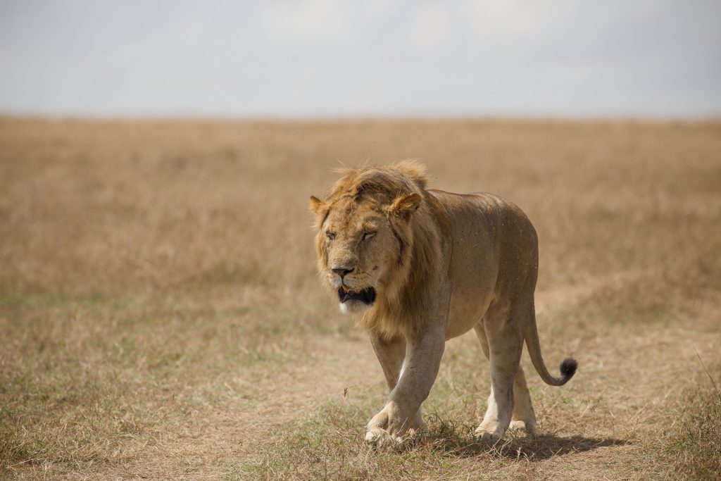 9 Days Africa Lodge Safari Package