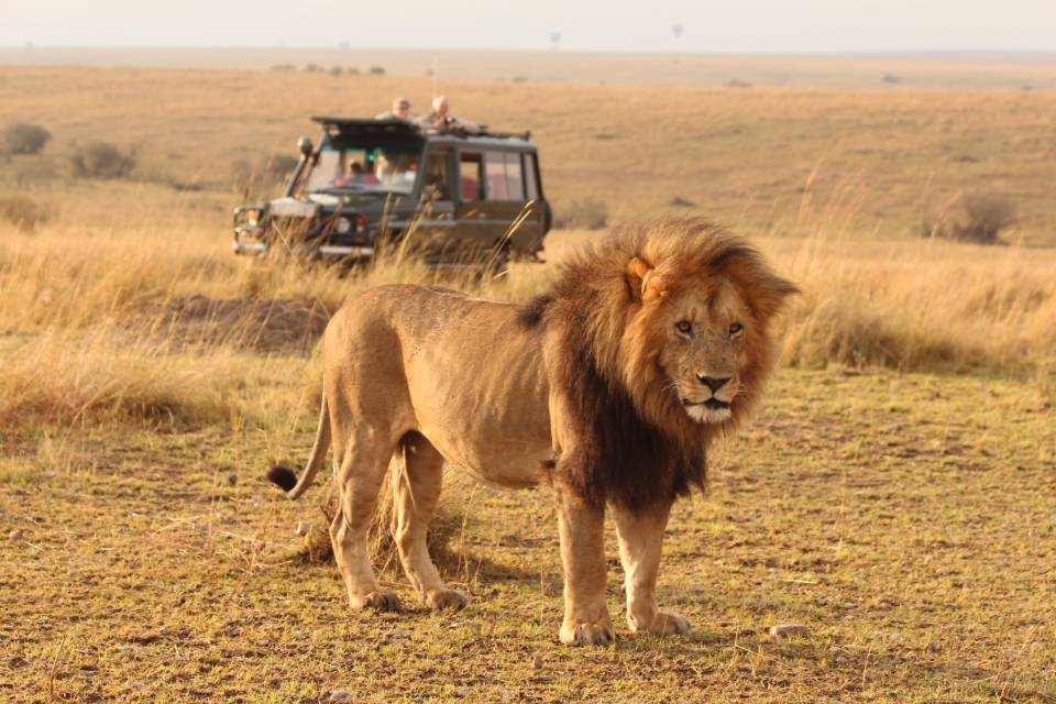8 Days Masai Mara Wildebeest Migration Safari Adventures