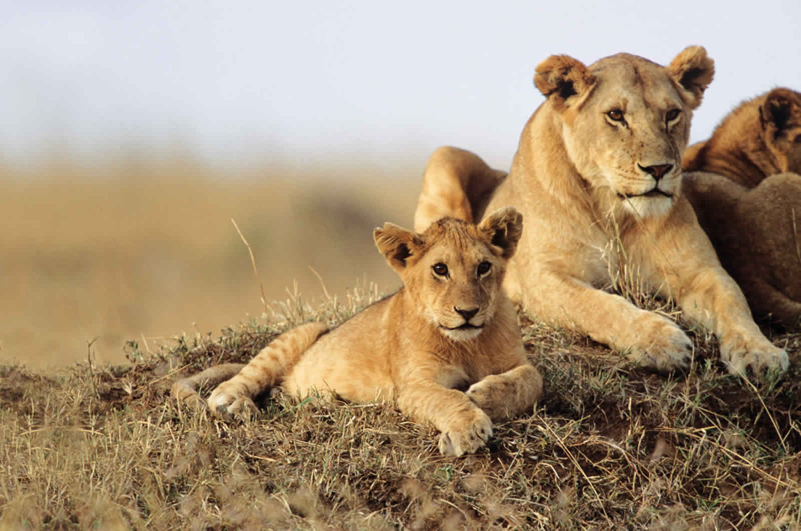 10 Days Africa Road Trip Wildlife Safari Holiday Adventures 