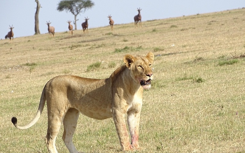 8 Days Masai Mara Wildebeest Migration Safari Adventures