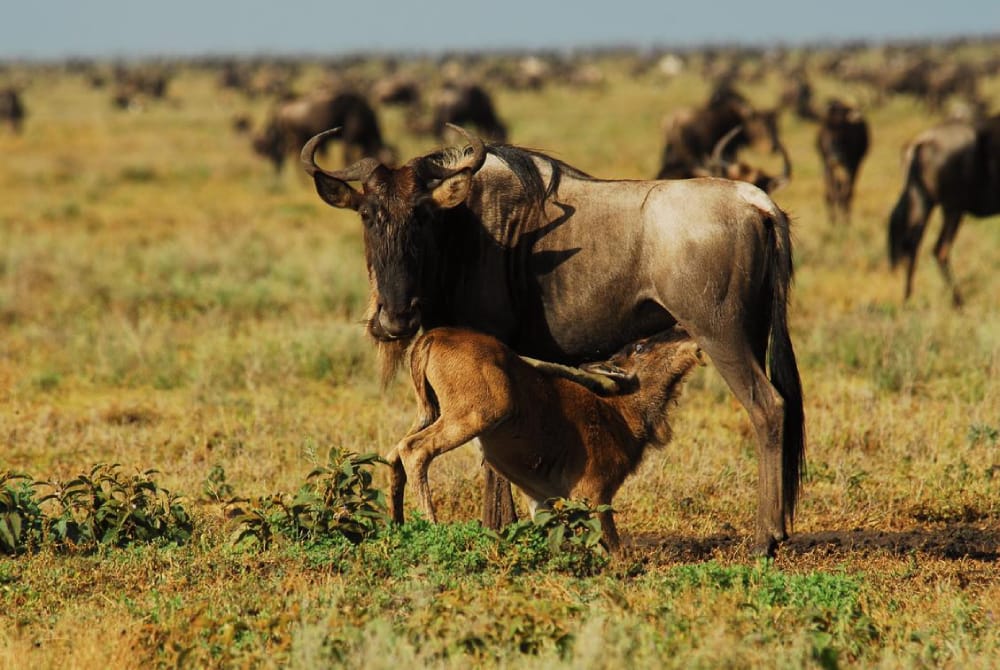 9 Days Africa Lodge Safari Package