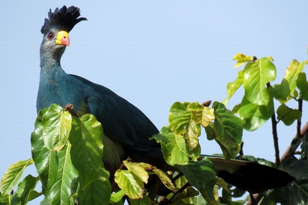 10 Days Kenya Birding Tour Safari Holidays
