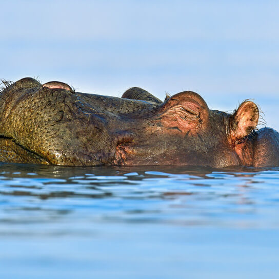 10 Days Africa Road Trip Wildlife Safari Holiday Adventures 