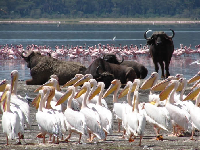 9 Days Kenya Ornithological Tours Safari