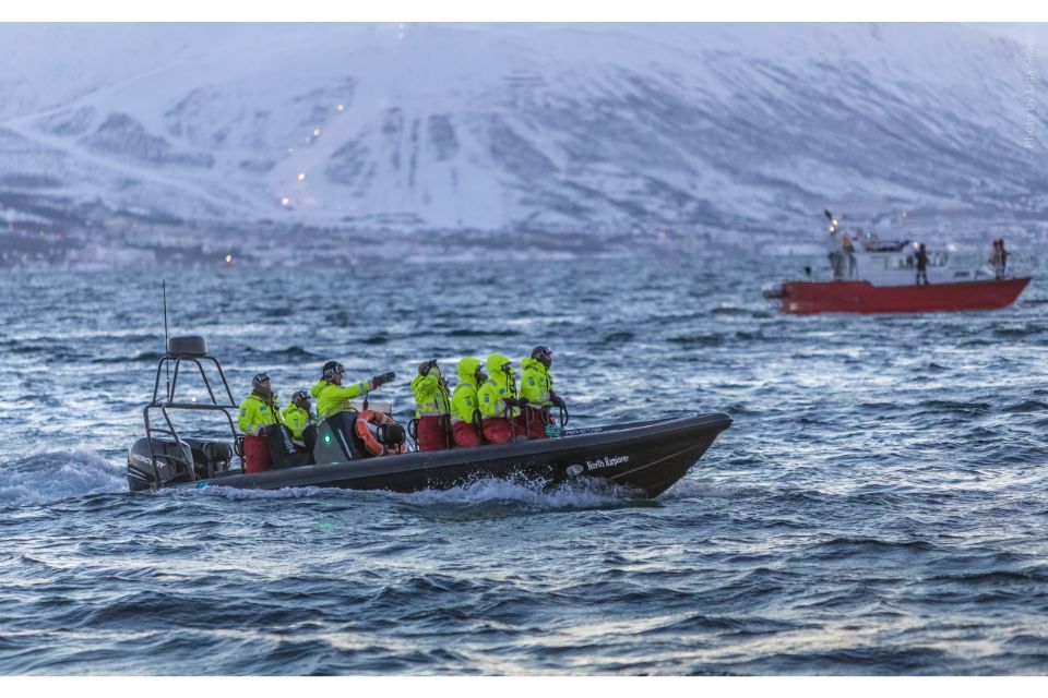 From Tromso Whale Watching Safari Cruise & RIB Boat Experience