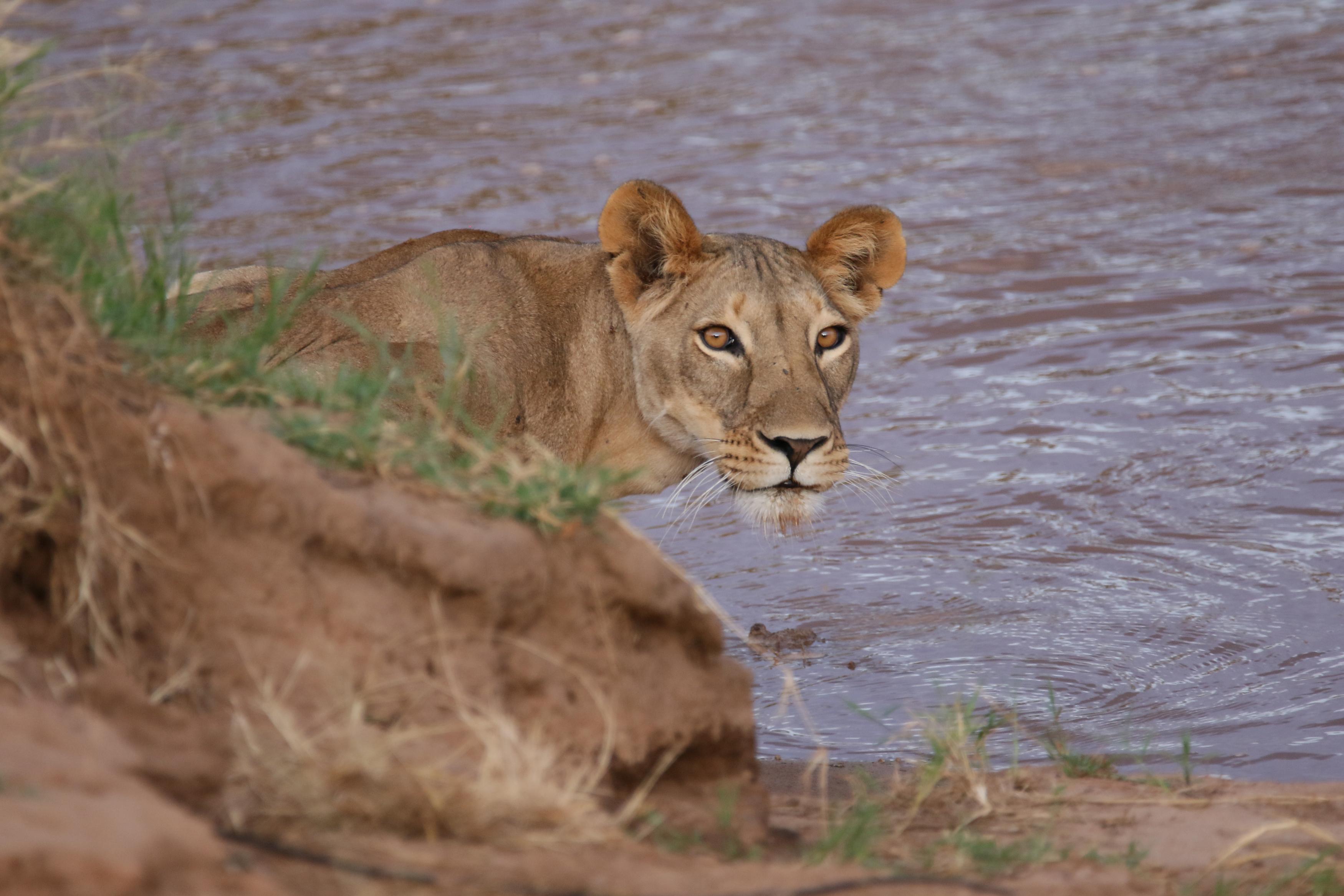 13 Days Masai Mara Serengeti Wildlife Adventure Safari