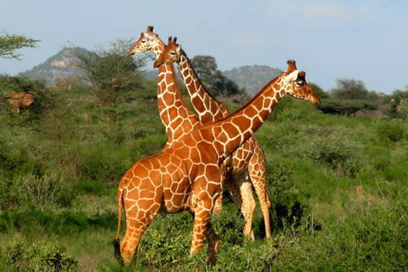 10 Days Kenya Cultural-Wildlife Safaris
