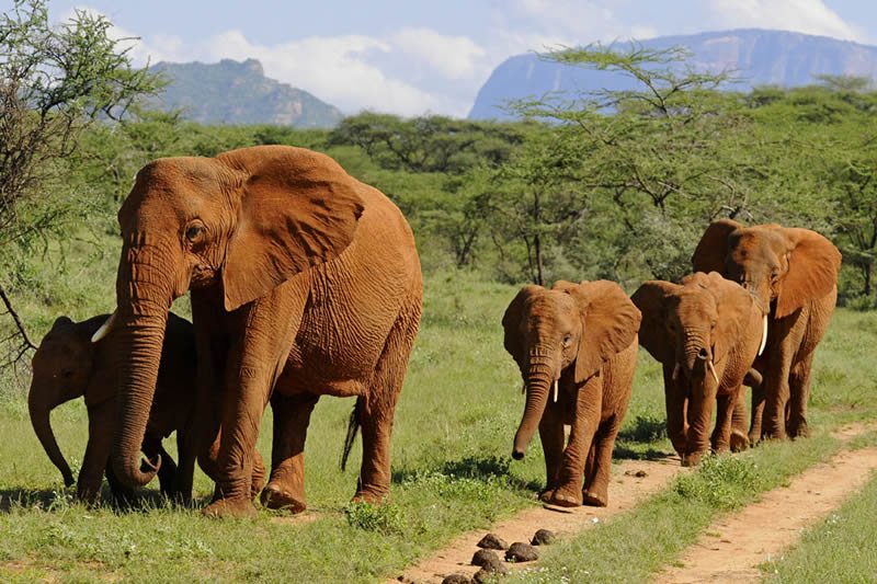6 Days Kenya Luxury Lodge Safari