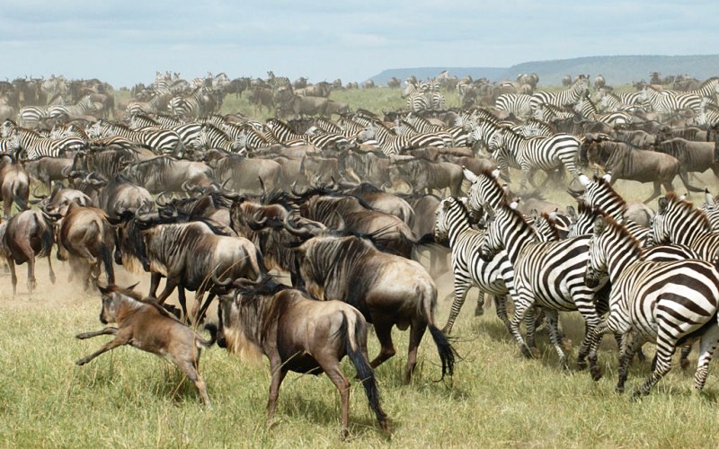 8 Days Masai Mara Wildebeest Migration Safari Adventures