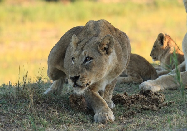 8 Days Africa Safari Vacation Packages