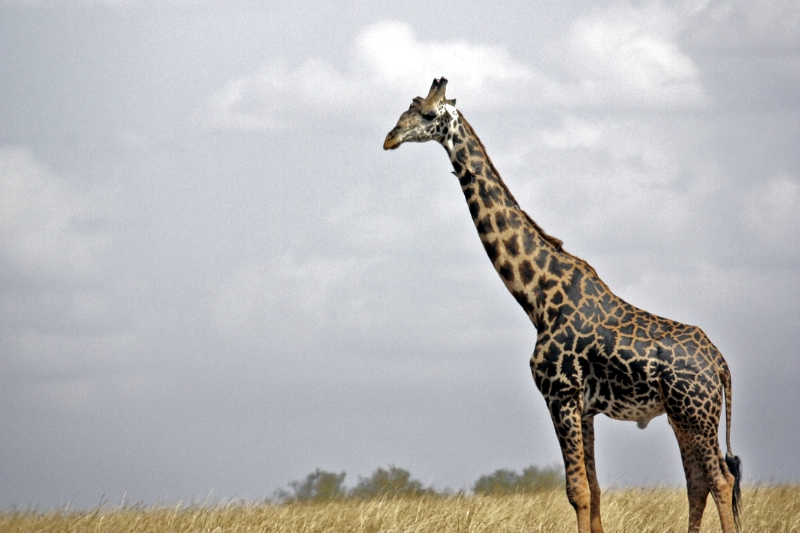 6 Days Kenya Lodge Safaris