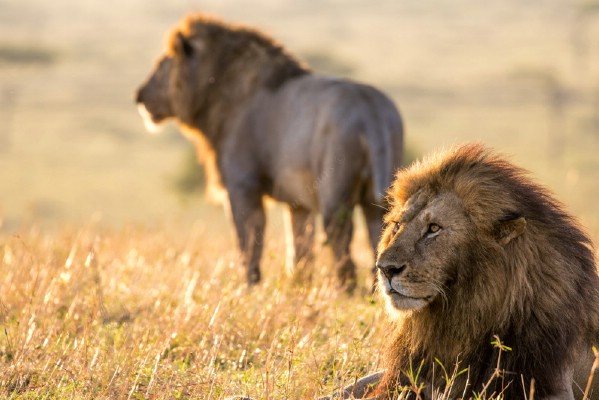 6 Days Kenya Lodge Safari Package