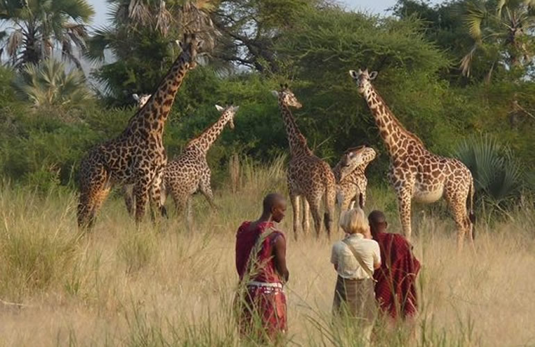 8 Days Masai Mara Wildebeest Migration Safari Adventures