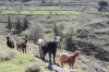 UNKNOWN MOUNTAINS AND FANTASTIC LASITHI PLATEAUS TRAIL