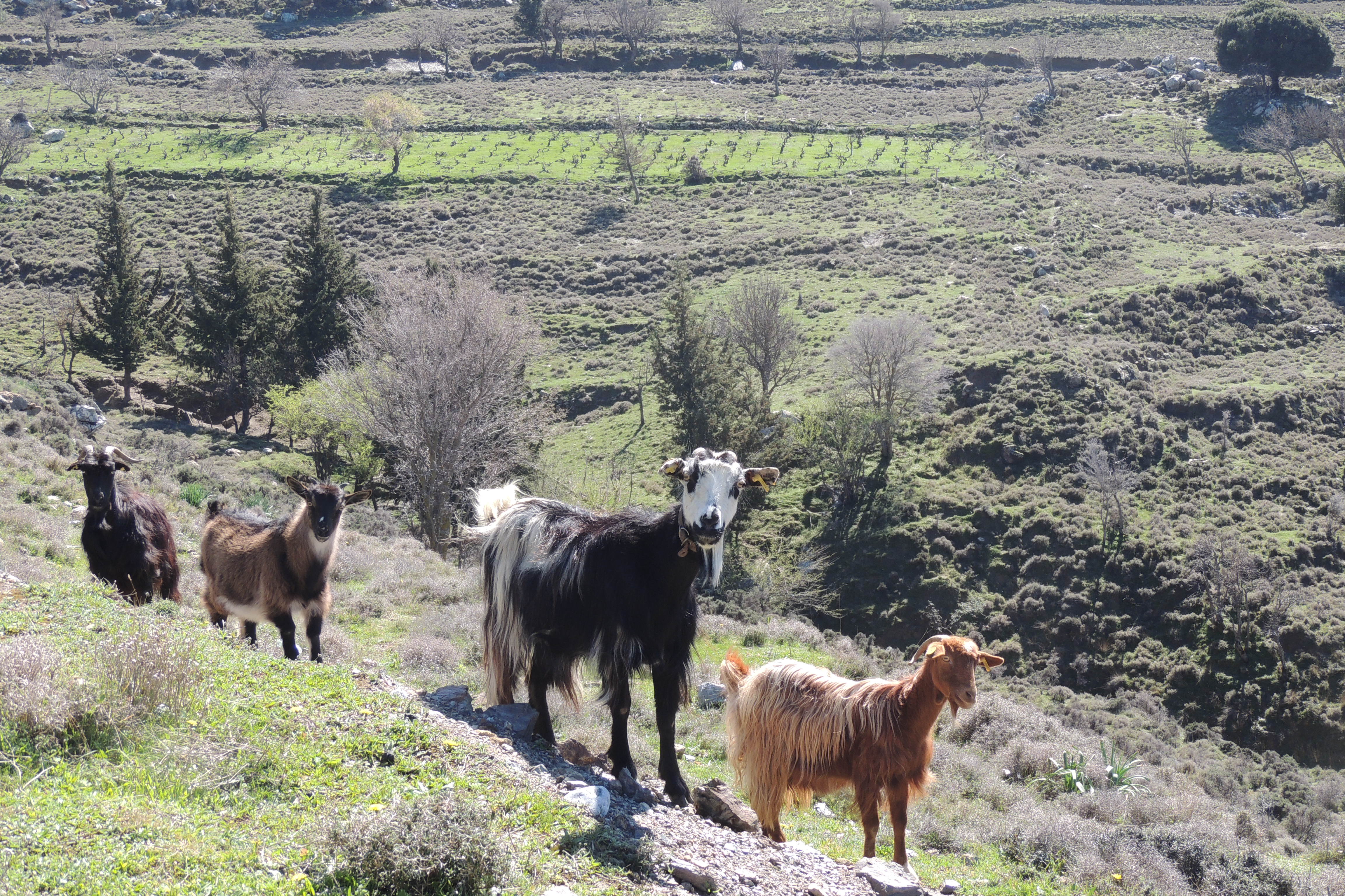 UNKNOWN MOUNTAINS AND FANTASTIC LASITHI PLATEAUS TRAIL