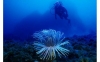 Kos Diving: 5-hour Kos Scuba Diving Class for Beginners