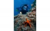 Kos Diving: 5-hour Kos Scuba Diving Class for Beginners