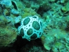 Snorkeling  with goextreme at Samothraki island.