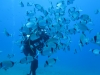 Scuba diving  at Samothraki