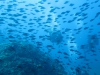 Snorkeling  with goextreme at Samothraki island.