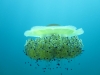 Discovery scuba diving to Alexandroupoli