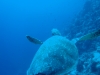 Scuba diving  at Samothraki