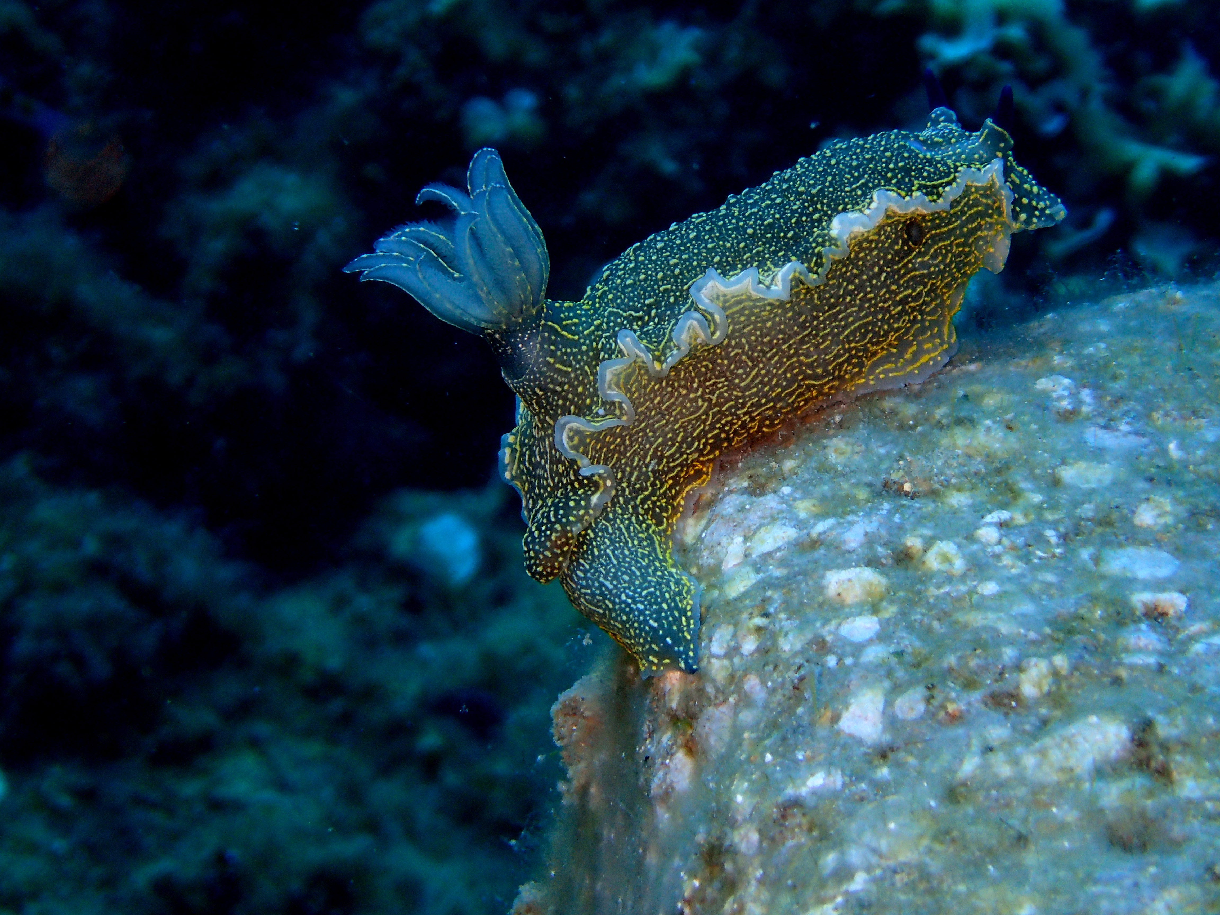 Snorkeling  with goextreme at Samothraki island.