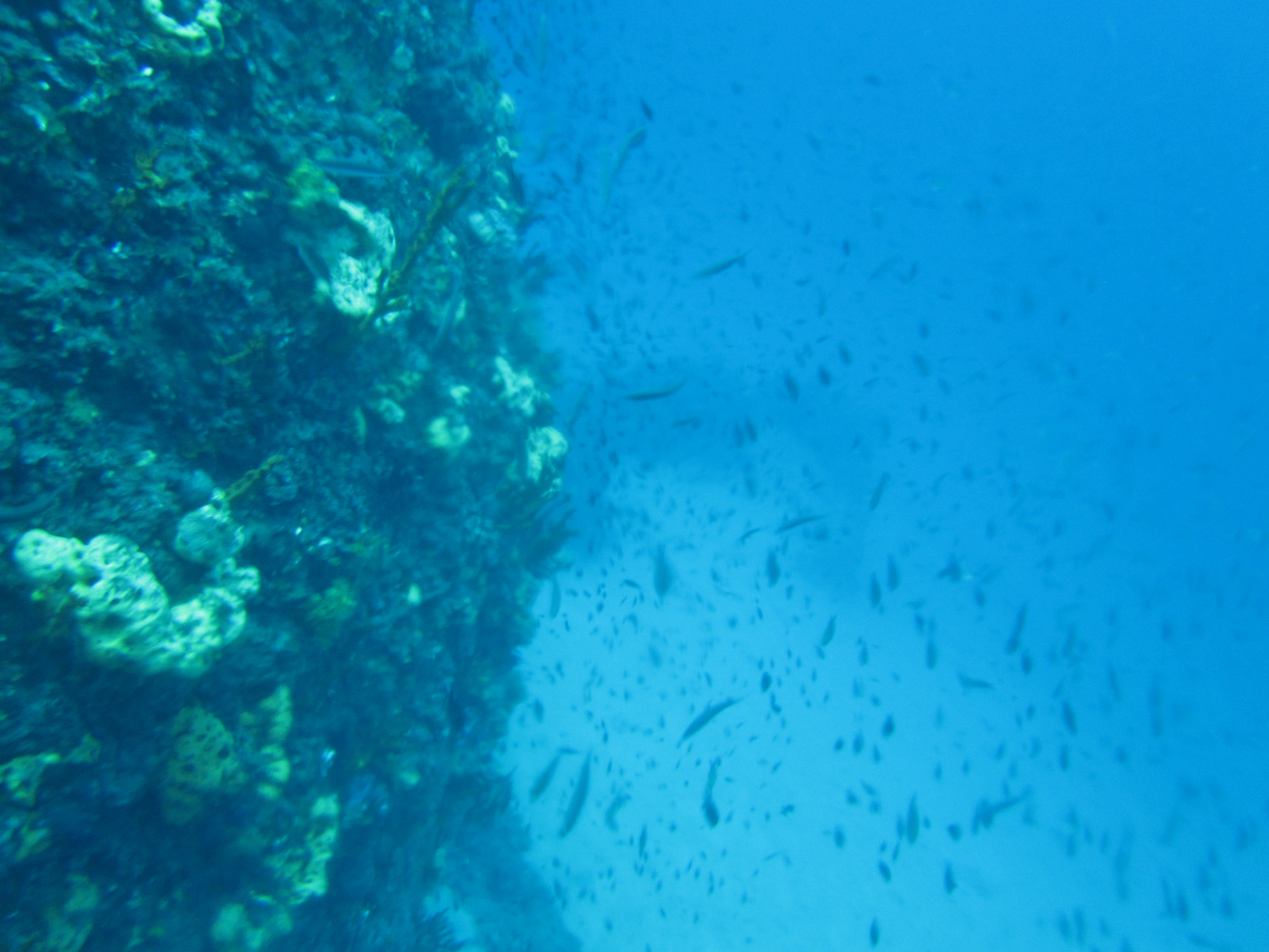 Scuba diving  at Samothraki