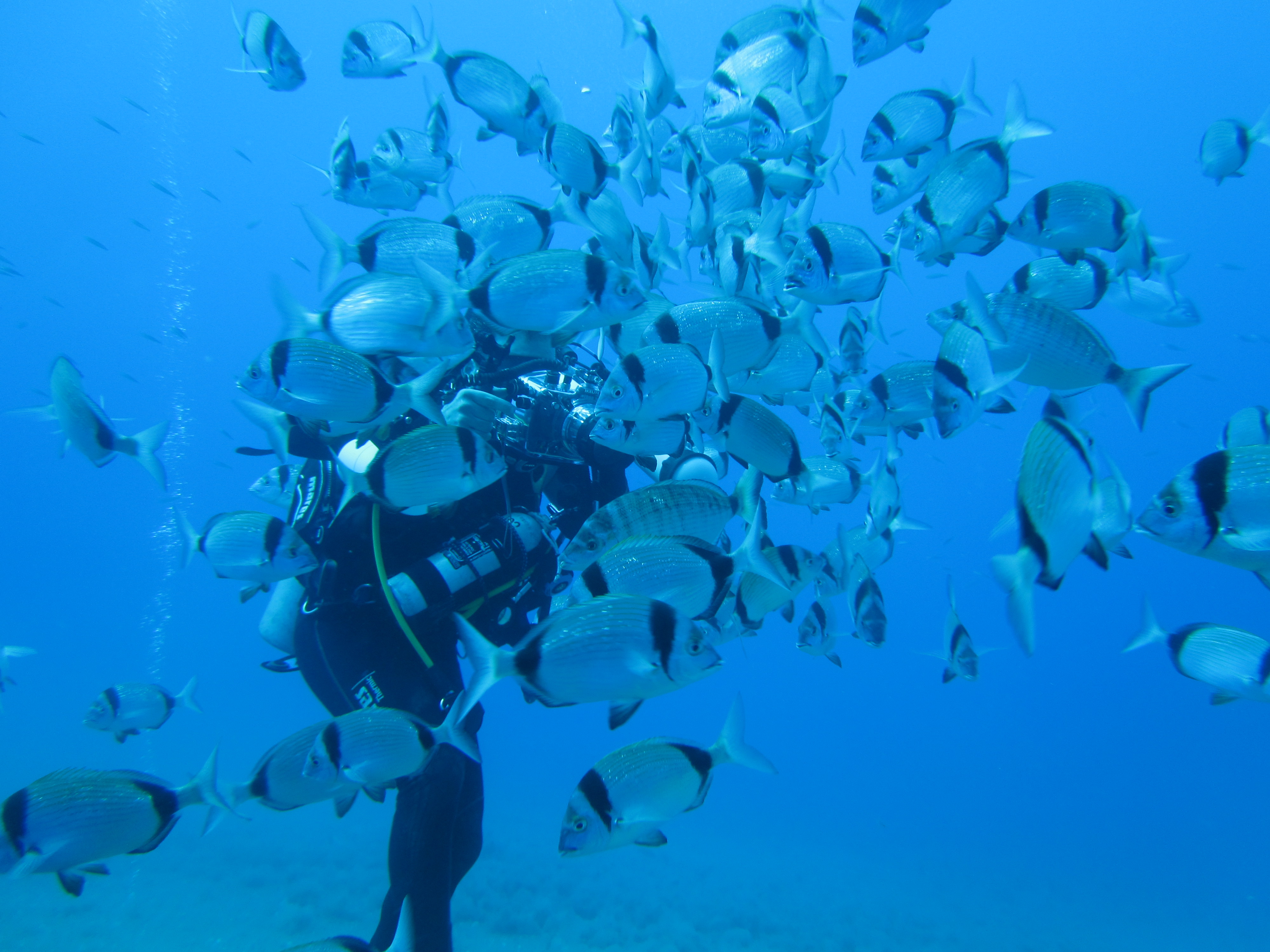Scuba diving  at Samothraki