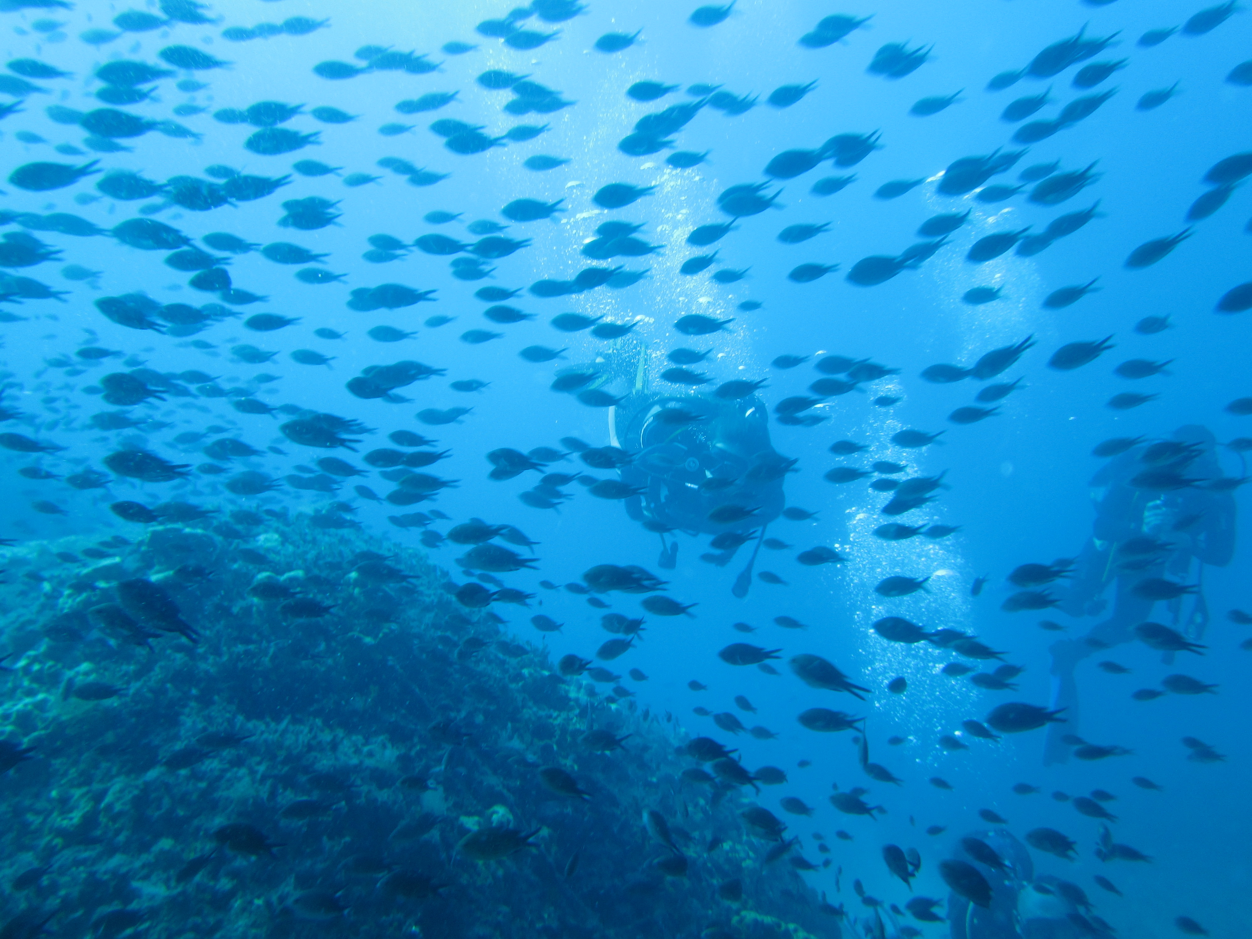 Snorkeling  with goextreme at Samothraki island.